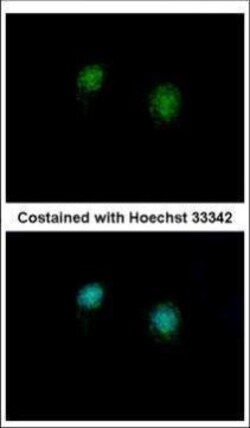 Invitrogen CtBP2 Polyclonal Antibody 100 &mu;L; Unconjugated:Antibodies,