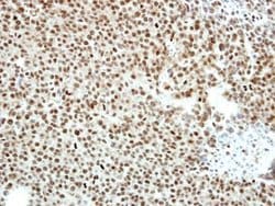 Invitrogen CtBP2 Polyclonal Antibody 100 &mu;L; Unconjugated:Antibodies,