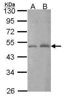 Invitrogen CtBP2 Polyclonal Antibody 100 &mu;L; Unconjugated:Antibodies,