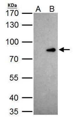 Invitrogen CUX1/Protein CASP Polyclonal Antibody 100 μL; Unconjugated:Antibodies,