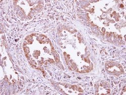 Invitrogen DARS Polyclonal Antibody 100 &mu;L; Unconjugated:Antibodies,