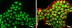 Invitrogen DNASE1L3 Polyclonal Antibody 100 &mu;L; Unconjugated:Antibodies,