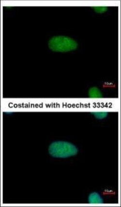 Invitrogen DRIL1 Polyclonal Antibody 100 &mu;L; Unconjugated:Antibodies,
