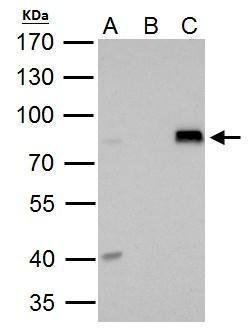 Invitrogen DRIL1 Polyclonal Antibody 100 &mu;L; Unconjugated:Antibodies,