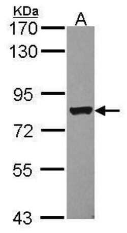 Invitrogen DRIL1 Polyclonal Antibody 100 &mu;L; Unconjugated:Antibodies,
