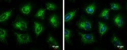Invitrogen ECHS1 Polyclonal Antibody 100 &mu;L; Unconjugated:Antibodies,
