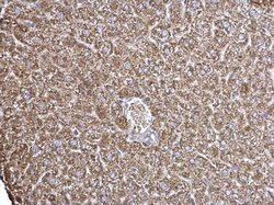 Invitrogen ECHS1 Polyclonal Antibody 100 &mu;L; Unconjugated:Antibodies,