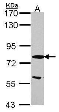 Invitrogen EML1 Polyclonal Antibody 100 &mu;L; Unconjugated:Antibodies,