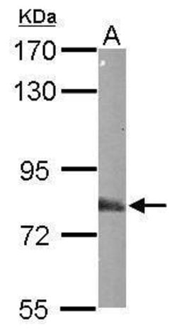 Invitrogen EML1 Polyclonal Antibody 100 &mu;L; Unconjugated:Antibodies,