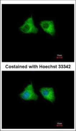 Invitrogen EML1 Polyclonal Antibody 100 μL; Unconjugated:Antibodies,
