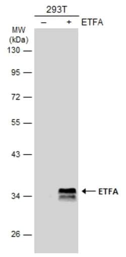 Invitrogen ETFA Polyclonal Antibody 100 &mu;L; Unconjugated:Antibodies,
