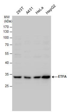 Invitrogen ETFA Polyclonal Antibody 100 &mu;L; Unconjugated:Antibodies,