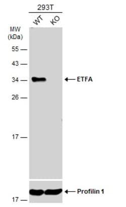 Invitrogen ETFA Polyclonal Antibody 100 &mu;L; Unconjugated:Antibodies,