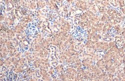 FAH Polyclonal Antibody, Invitrogen 100 &mu;L; Unconjugated:Antibodies,