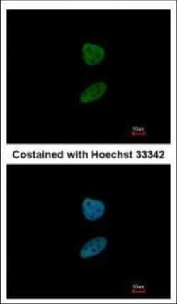 Invitrogen FOXI1 Polyclonal Antibody 100 &mu;L; Unconjugated:Antibodies,