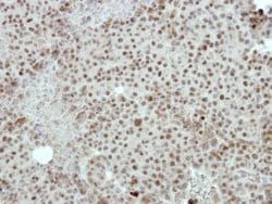Invitrogen FOXI1 Polyclonal Antibody 100 &mu;L; Unconjugated:Antibodies,