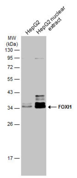 Invitrogen FOXI1 Polyclonal Antibody 100 &mu;L; Unconjugated:Antibodies,