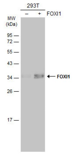 Invitrogen FOXI1 Polyclonal Antibody 100 &mu;L; Unconjugated:Antibodies,