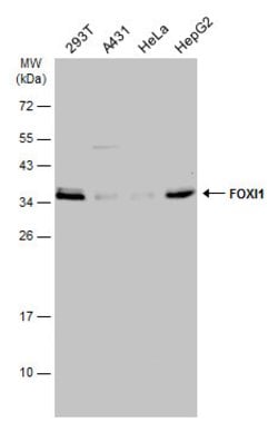 Invitrogen FOXI1 Polyclonal Antibody 100 &mu;L; Unconjugated:Antibodies,