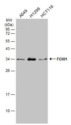 Invitrogen FOXI1 Polyclonal Antibody 100 &mu;L; Unconjugated:Antibodies,
