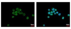 Invitrogen FLII Polyclonal Antibody 100 &mu;L; Unconjugated:Antibodies,