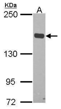 Invitrogen FLII Polyclonal Antibody 100 &mu;L; Unconjugated:Antibodies,