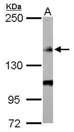 Invitrogen FLII Polyclonal Antibody 100 &mu;L; Unconjugated:Antibodies,
