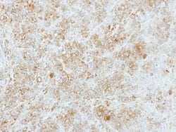 Invitrogen FMO5 Polyclonal Antibody 100 μL; Unconjugated:Antibodies,