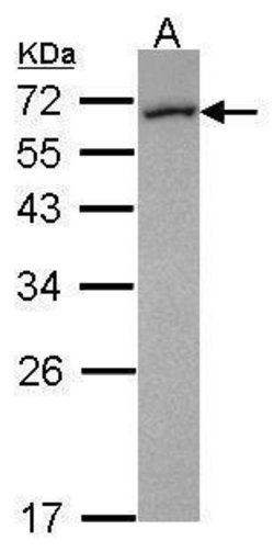Invitrogen FMO5 Polyclonal Antibody 100 μL; Unconjugated:Antibodies,