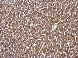 Invitrogen GCDH Polyclonal Antibody 100 &mu;L; Unconjugated:Antibodies,