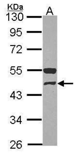 Invitrogen GCDH Polyclonal Antibody 100 &mu;L; Unconjugated:Antibodies,