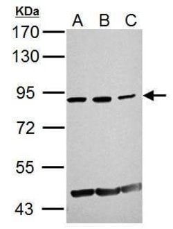 Invitrogen GCN5 Polyclonal Antibody 100 &mu;L; Unconjugated:Antibodies,
