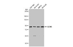Invitrogen GCN5 Polyclonal Antibody 100 &mu;L; Unconjugated:Antibodies,