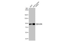 Invitrogen GCN5 Polyclonal Antibody 100 &mu;L; Unconjugated:Antibodies,
