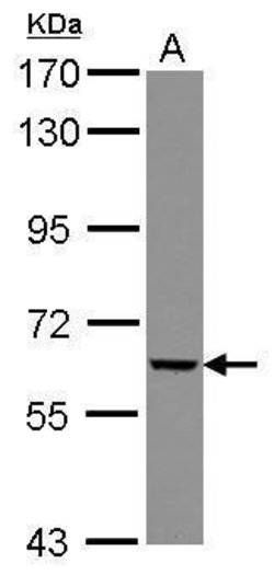 Invitrogen GGT5 Polyclonal Antibody 100 &mu;L; Unconjugated:Antibodies,