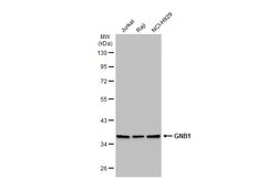 Invitrogen GNB1 Polyclonal Antibody 100 &mu;L | Buy Online | Invitrogen&trade; | Fisher Scientific