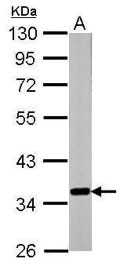 Invitrogen GNB2 Polyclonal Antibody 100 &mu;L; Unconjugated:Antibodies,