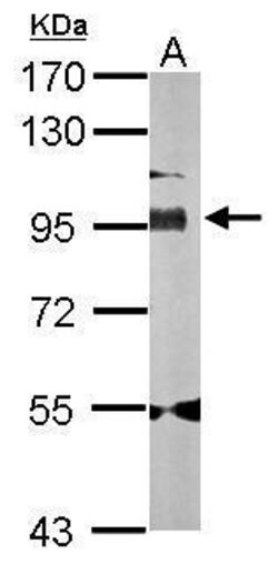 Invitrogen Golgin-97 Polyclonal Antibody 100 μL; Unconjugated:Antibodies,