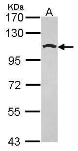 Invitrogen Golgin-97 Polyclonal Antibody 100 μL; Unconjugated:Antibodies,