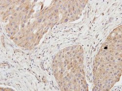 Invitrogen Granzyme A Polyclonal Antibody 100 μL; Unconjugated:Antibodies,