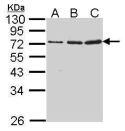 Invitrogen Granzyme A Polyclonal Antibody 100 μL; Unconjugated:Antibodies,