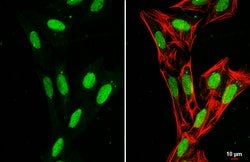 Invitrogen Histone H1 Polyclonal Antibody 100 &mu;L; Unconjugated:Antibodies,