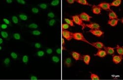 Invitrogen Histone H1 Polyclonal Antibody 100 &mu;L; Unconjugated:Antibodies,