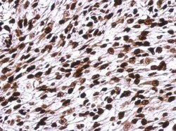 Invitrogen Histone H1 Polyclonal Antibody 100 &mu;L; Unconjugated:Antibodies,