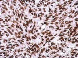 Invitrogen Histone H1 Polyclonal Antibody 100 &mu;L; Unconjugated:Antibodies,