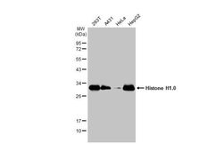 Invitrogen Histone H1 Polyclonal Antibody 100 &mu;L; Unconjugated:Antibodies,