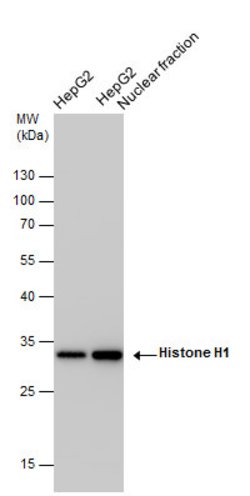 Invitrogen Histone H1 Polyclonal Antibody 100 &mu;L; Unconjugated:Antibodies,