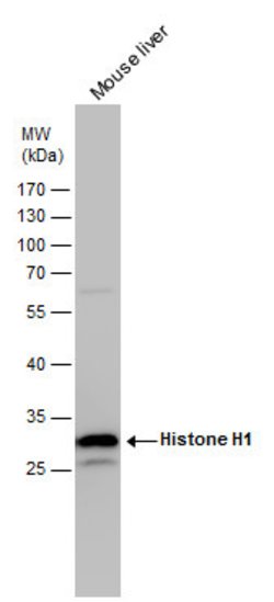 Invitrogen Histone H1 Polyclonal Antibody 100 &mu;L; Unconjugated:Antibodies,