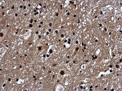 Invitrogen Histone H1 Polyclonal Antibody 100 &mu;L; Unconjugated:Antibodies,