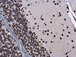Invitrogen Histone H1 Polyclonal Antibody 100 &mu;L; Unconjugated:Antibodies,
